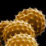 ALLERGOLOGIA & IMMUNOLOGIA CLINICA ALLERGOLOGIA & IMMUNOLOGIA CLINICA