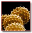 ALLERGOLOGIA E IMMUNOLOGIA